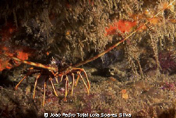 European lobster (Palinurus elephas) shot in Sesimbra usi... by Joao Pedro Tojal Loia Soares Silva 